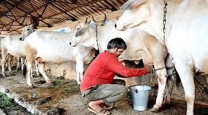 प्रदेश के किसानों के लिए खुशखबरी, आय बढ़ाने पर साय सरकार ने उठाया ये कदम, ग्रामीण अर्थव्यवस्था को मिलेगी नई गति : Good News For All CG State Farmer 2 image 23