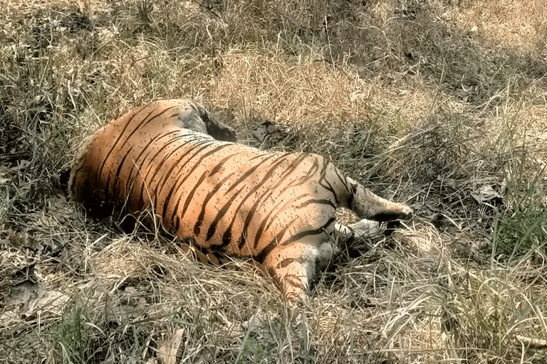 टाइगर रिजर्व में बाघिन की मौत, एक पखवाड़े में ये दूसरा मामला, इन पर खड़े हो रहे सवाल : Death of tigress in Kanha Tiger Reserve 2 image 49