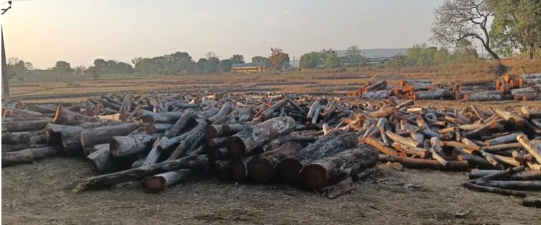 सरगुजा के लखनपुर वनपरिक्षेत्र में पेड़ों की अवैध कटाई, वन और राजस्व विभाग की मिली भगत से हजारों पेड़ों की अवैध कटाई, भेजा जा रहा है हरियाणा : Lakhanpur forest Range of Sarguja 2 Screenshot 20250307 040328