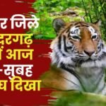 Tiger Spotted in Kudargarh Area