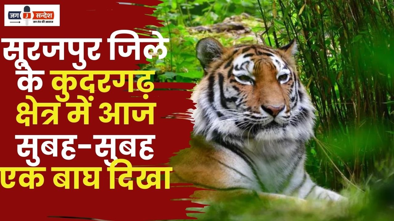 Tiger Spotted in Kudargarh Area