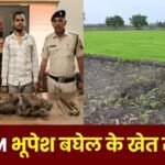 Theft from Former CM Bhupesh Baghel's farm