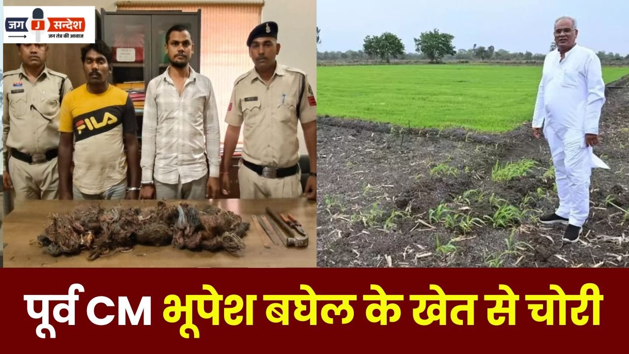 Theft from Former CM Bhupesh Baghel's farm