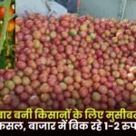 Tomato Production Problem for Farmers