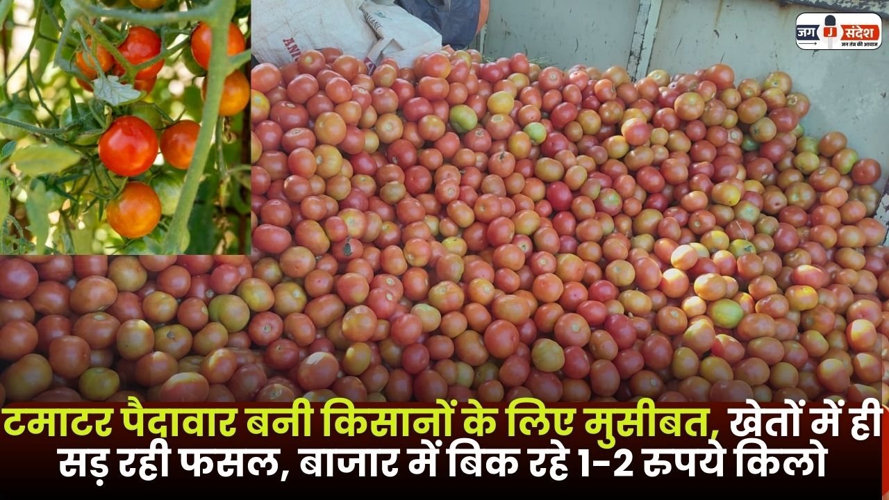 Tomato Production Problem for Farmers