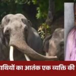 Man dies after being crushed by elephant