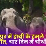 Died Due to Elephant Attack