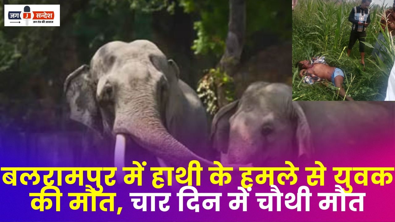Died Due to Elephant Attack