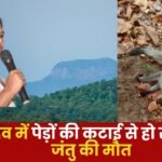 Cutting of Trees in Hasdeo