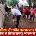 7 Feet Python Snake Found in School Premises