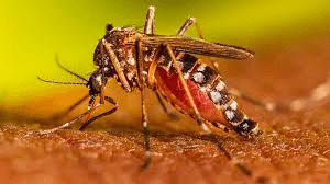 जगदलपुर में मानसून से पहले ही डेंगू का प्रकोप, 40 से ज्यादा मरीज मिले : Dengue Outbreak Before Monsoon 1 image 600