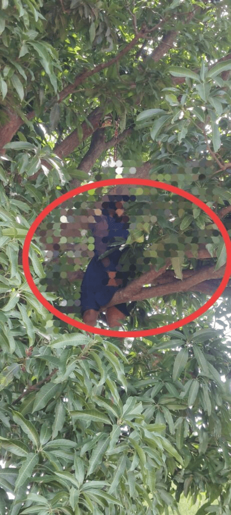 सरगुजा: 17 वर्षीय किशोरी ने आम के पेड़ पर फांसी लगाकर की आत्महत्या, इलाके में शोक : 17-Year-Old Girl Commits Suicide 2 image 82