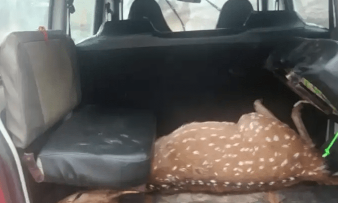 लखनपुर: गांव में भटके हिरण पर कुत्तों का हमला, समय पर मदद न मिलने से मौत : Lakhanpur Dogs Attack a Stray Deer 2 image 49
