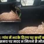 Lakhanpur Dogs Attack a Stray Deer