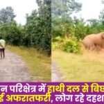 Elephant Separated Herd in Pratappur