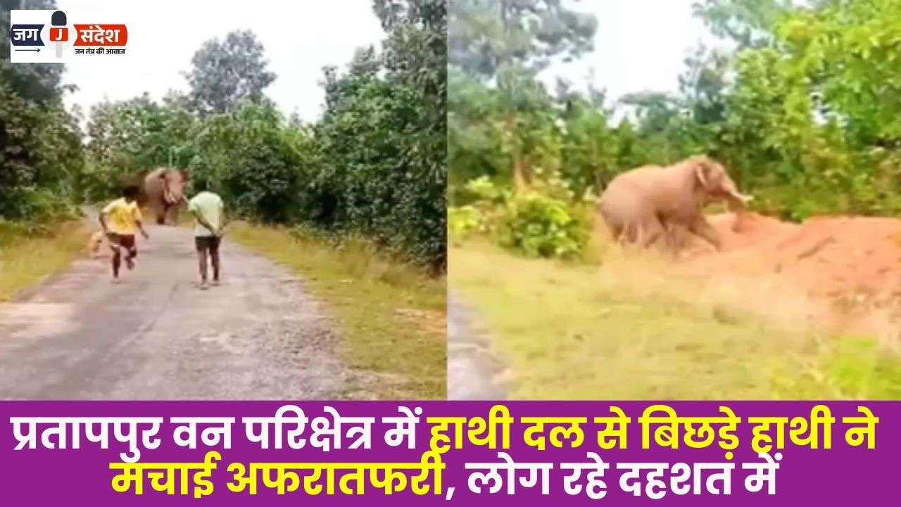 Elephant Separated Herd in Pratappur