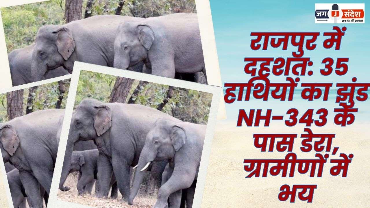 35 Elephants Camped Near NH-343 in Rajpur