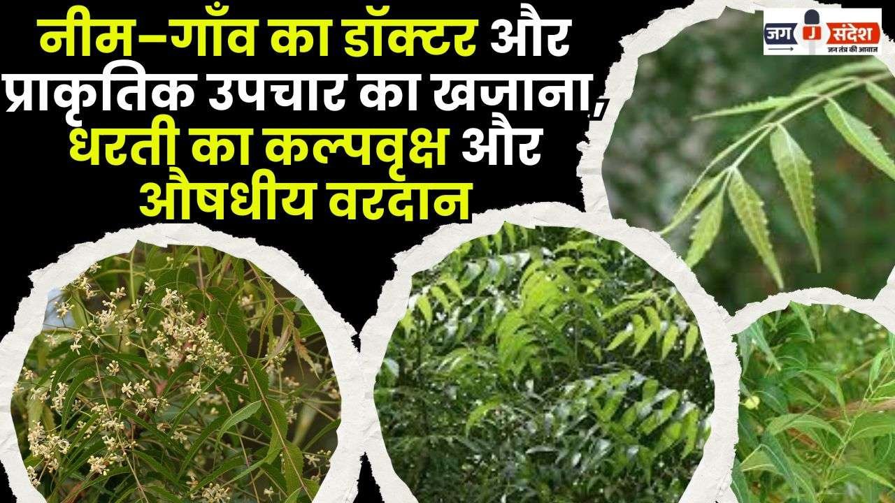 Neem–the Village Doctor and Treasure of Natural Remedies