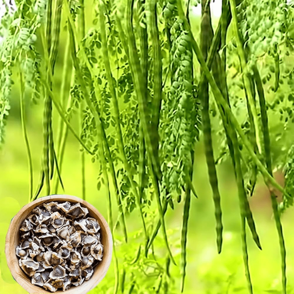 मोरिंगा: पोषक तत्वों से भरपूर सुपरफूड के अद्भुत स्वास्थ्य लाभ : Moringa Amazing Health Benefits of a Nutrient-Rich Superfood 2 image 135