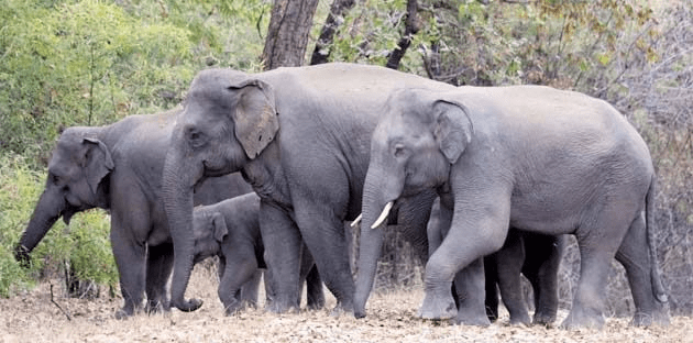 राजपुर में दहशत: 35 हाथियों का झुंड NH-343 के पास डेरा, ग्रामीणों में भय : 35 Elephants Camped Near NH-343 in Rajpur 2 image 203