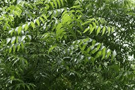 नीम–गाँव का डॉक्टर और प्राकृतिक उपचार का खजाना, धरती का कल्पवृक्ष और औषधीय वरदान : Neem–the Village Doctor and Treasure of Natural Remedies 4 image 220