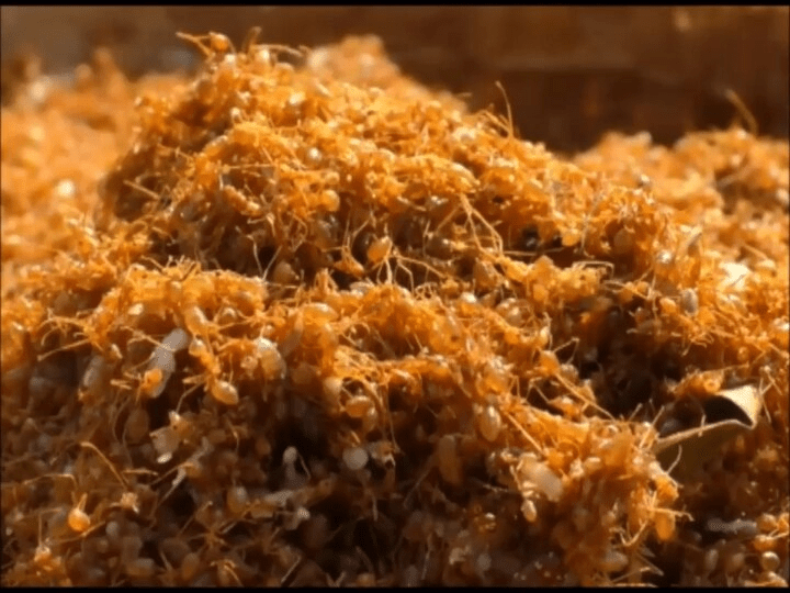 बस्तर की लाल चींटी की चटनी: स्वाद और सेहत का अनोखा संगम : Red Ant Chutney of Bastar A Unique Combination of Taste and Health 3 image 49