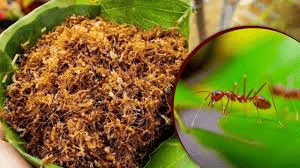 बस्तर की लाल चींटी की चटनी: स्वाद और सेहत का अनोखा संगम : Red Ant Chutney of Bastar A Unique Combination of Taste and Health 2 image 52