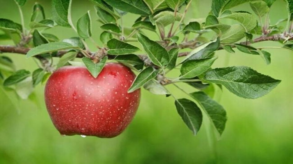 सेब के चमत्कारिक फायदे: जानें क्यों कहता है दुनिया 'An Apple a Day : Miraculous Benefits of Apple 2 image 558