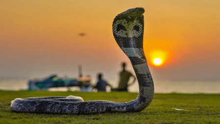 बलरामपुर में सांप के काटने का कहर, 14 और 8 साल के भाई-बहन की मौत : Snake Bite Wreaks Havoc in Balrampur 1 image 59