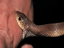 बलरामपुर में सांप के काटने का कहर, 14 और 8 साल के भाई-बहन की मौत : Snake Bite Wreaks Havoc in Balrampur 2 image 60