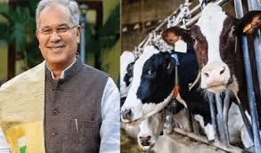 भूपेश बघेल का तगड़ा हमला: गौठान योजना ठप्प, भाजपा सरकार ने गायों को मरने के लिए छोड़ा अधर में, श्राप लगेगा : Gauthan Scheme Stalled in BJP GOVT 1 image 79