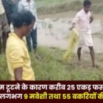 Balrampur Due to the dam breaking about 25 acres of crops were submerged and about 9 cattle and 55 goats died