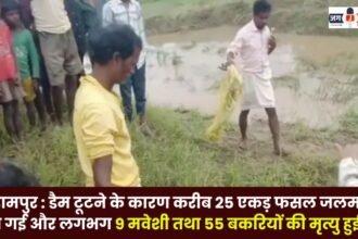 Balrampur Due to the dam breaking about 25 acres of crops were submerged and about 9 cattle and 55 goats died