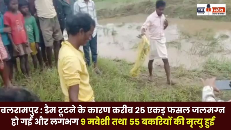 Balrampur Due to the dam breaking about 25 acres of crops were submerged and about 9 cattle and 55 goats died
