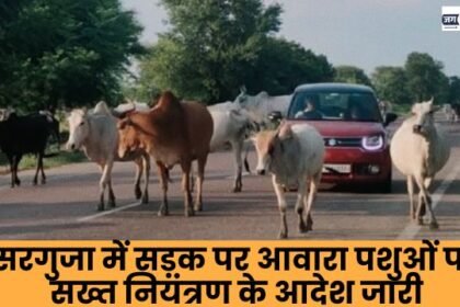 Orders issued for strict control of stray animals on the roads in Surguja