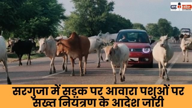 Orders issued for strict control of stray animals on the roads in Surguja