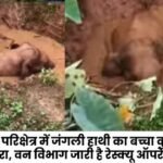 A wild elephant calf fell into a well-like pit in the Sitapur forest range