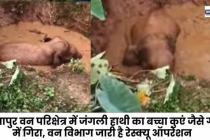 A wild elephant calf fell into a well-like pit in the Sitapur forest range