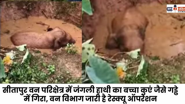 A wild elephant calf fell into a well-like pit in the Sitapur forest range
