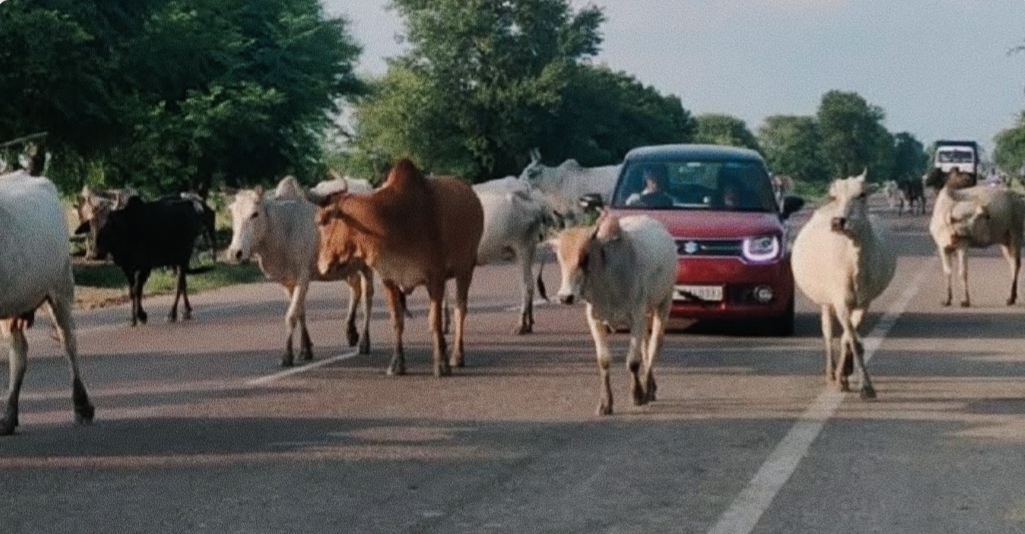 सरगुजा में सड़क पर आवारा पशुओं पर सख्त नियंत्रण के आदेश जारी : Orders issued for strict control of stray animals on the roads in Surguja 2 image 297