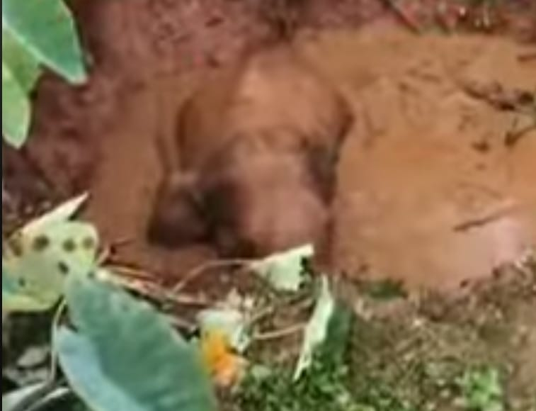 सीतापुर वन परिक्षेत्र में जंगली हाथी का बच्चा कुएं जैसे गड्ढे में गिरा, वन विभाग जारी है रेस्क्यू ऑपरेशन : A wild elephant calf fell into a well-like pit in the Sitapur forest range 2 image 310