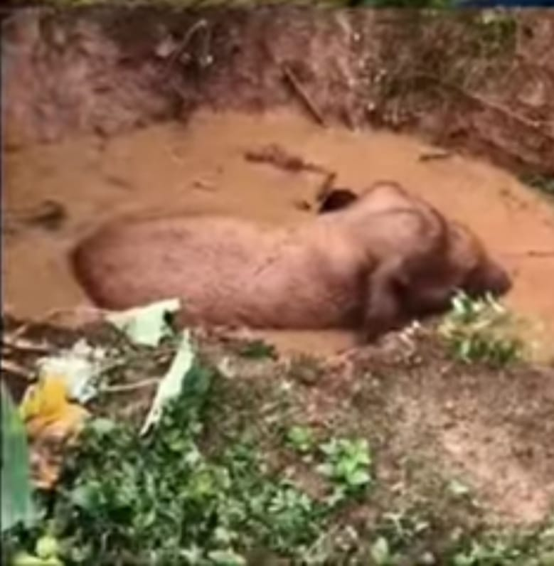 सीतापुर वन परिक्षेत्र में जंगली हाथी का बच्चा कुएं जैसे गड्ढे में गिरा, वन विभाग जारी है रेस्क्यू ऑपरेशन : A wild elephant calf fell into a well-like pit in the Sitapur forest range 3 image 311