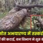 Smugglers fell huge trees in Semersot Sanctuary
