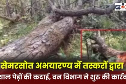 Smugglers fell huge trees in Semersot Sanctuary