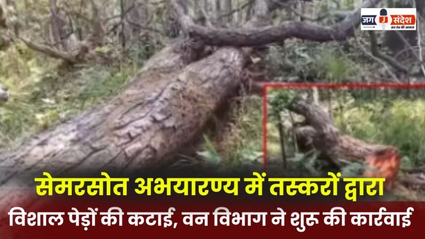 Smugglers fell huge trees in Semersot Sanctuary