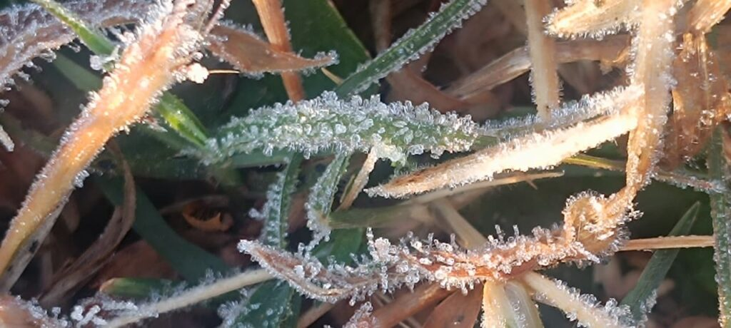 मैनपाट में 1.6°C: ओस बनी ओले,छत्तीसगढ़ का शिमला बर्फीली चादर में लिपटा : Mainpat records 1.6°C 2 image 16