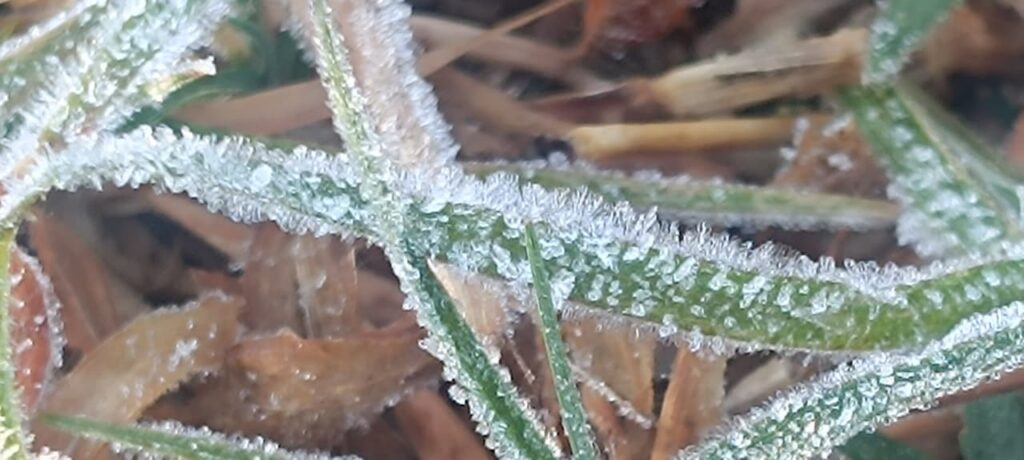 मैनपाट में 1.6°C: ओस बनी ओले,छत्तीसगढ़ का शिमला बर्फीली चादर में लिपटा : Mainpat records 1.6°C 3 image 18