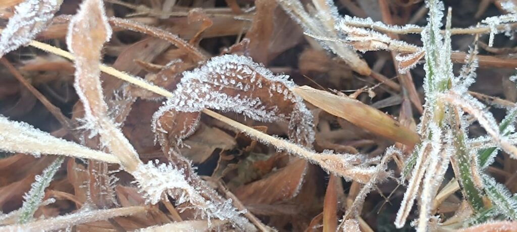 मैनपाट में 1.6°C: ओस बनी ओले,छत्तीसगढ़ का शिमला बर्फीली चादर में लिपटा : Mainpat records 1.6°C 4 image 19