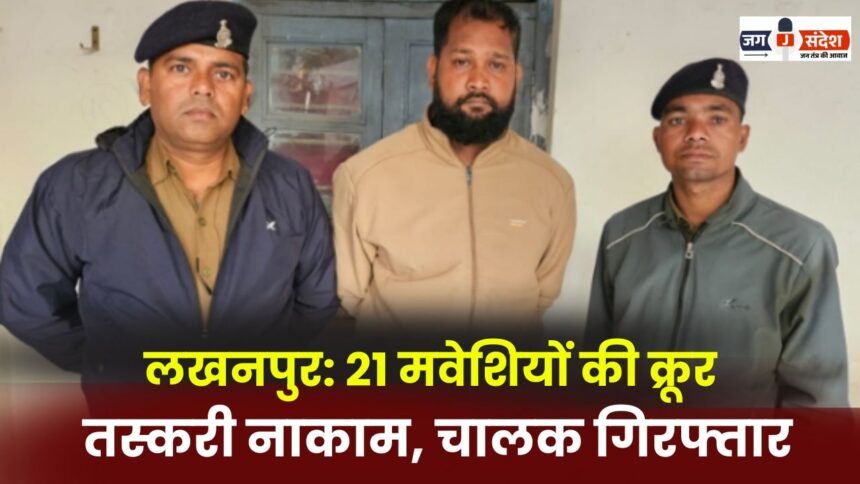 Lakhanpur: Cruel smuggling of 21 cattle foiled, driver arrested