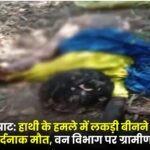 Surguja Mainpat: A 65-year-old woman who was collecting wood died tragically in an elephant attack